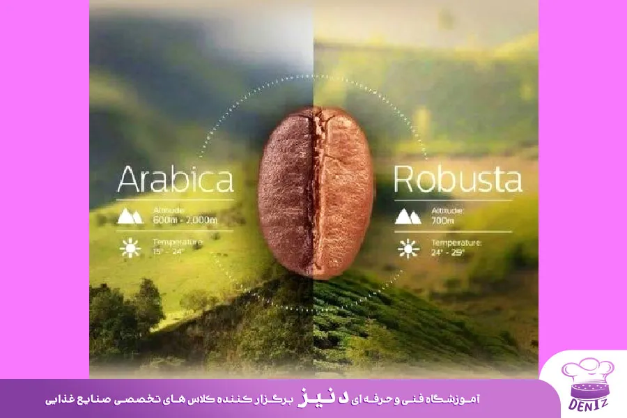 تفاوت عربیکا و روبوستا در منشا جغرافیایی و شرایط کشت دانه