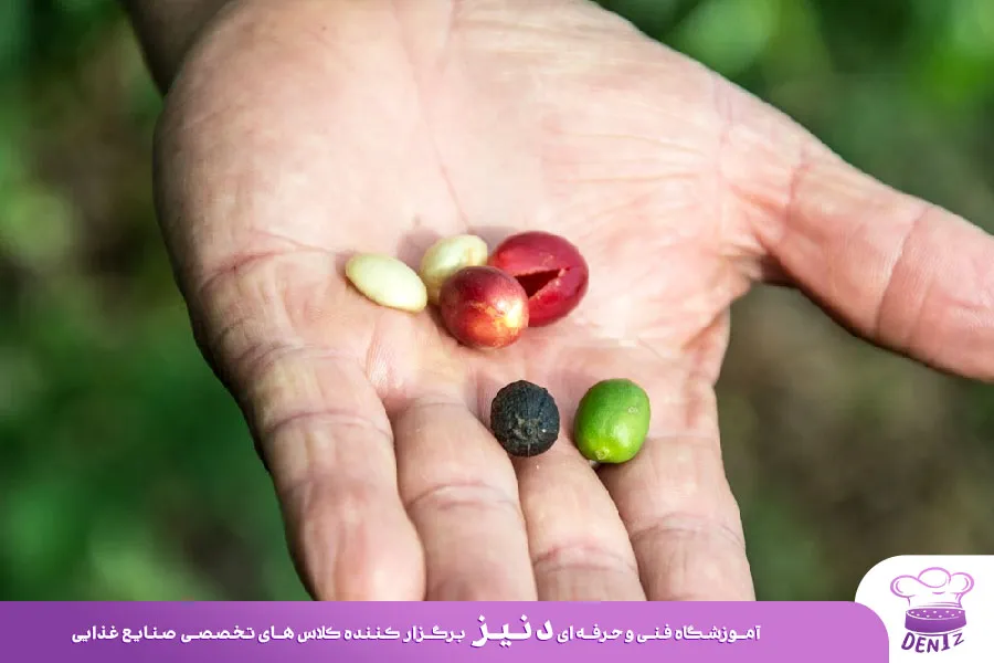 فرآوری خشک، قهوه عربیکا و روبوستا