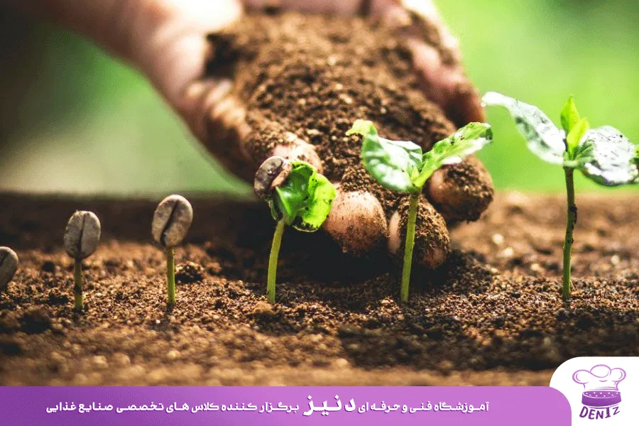 رشد و نگهداری از دانه های قهوه