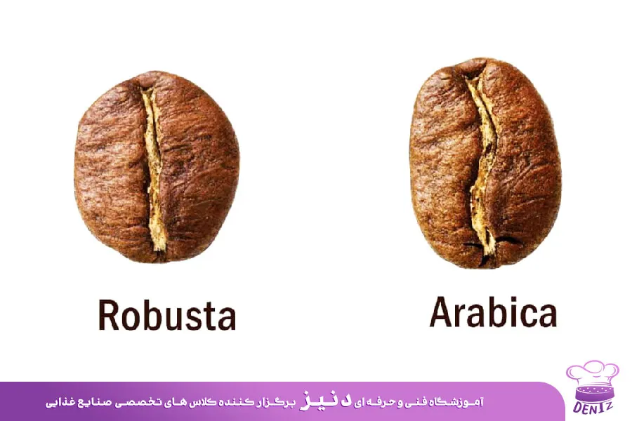 تفاوت عربیکا و روبوستا در شکل و ظاهر