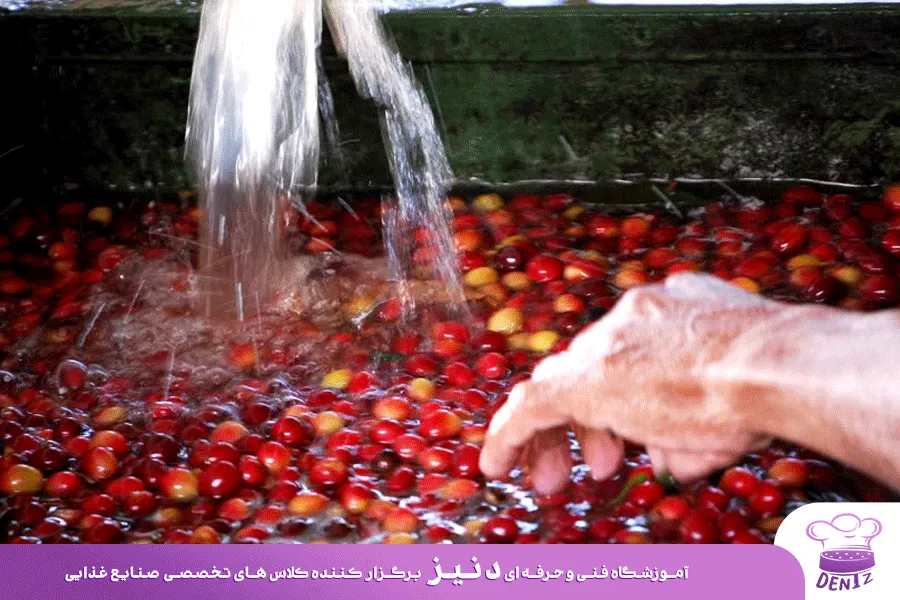 فرآوری شسته