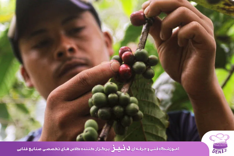 بهترین قهوه عربیکا در کدام کشور تولید می شود؟