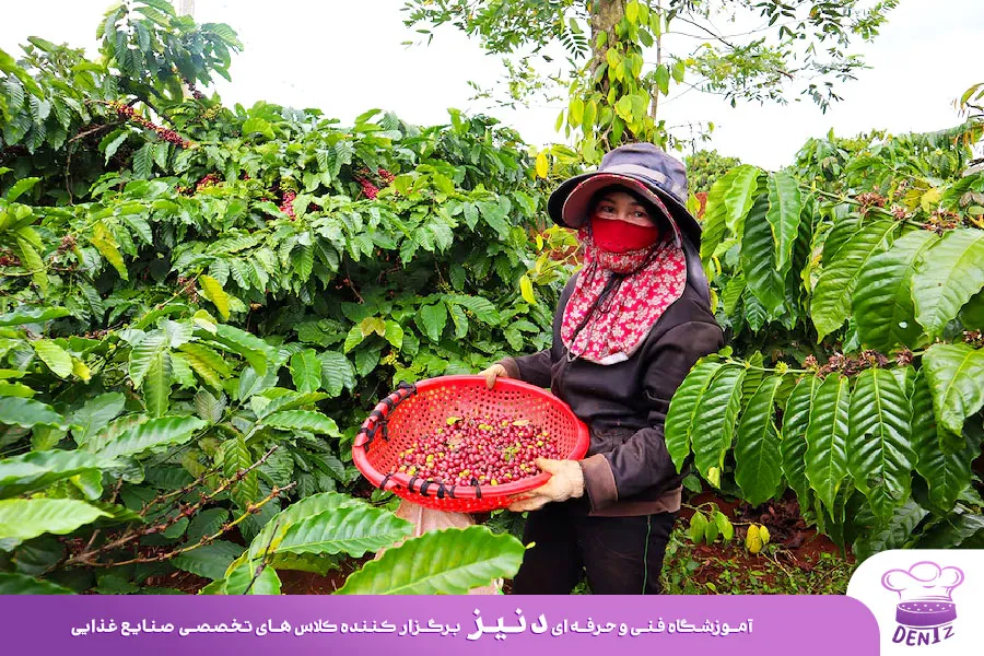 بهترین قهوه ربوستا در کدام کشور تولید می شود؟