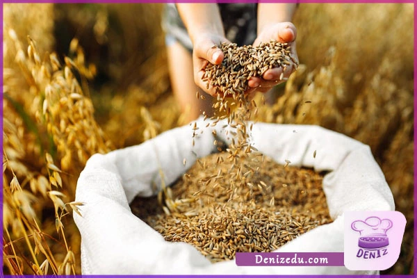 انتخاب و تمیز کردن گندم